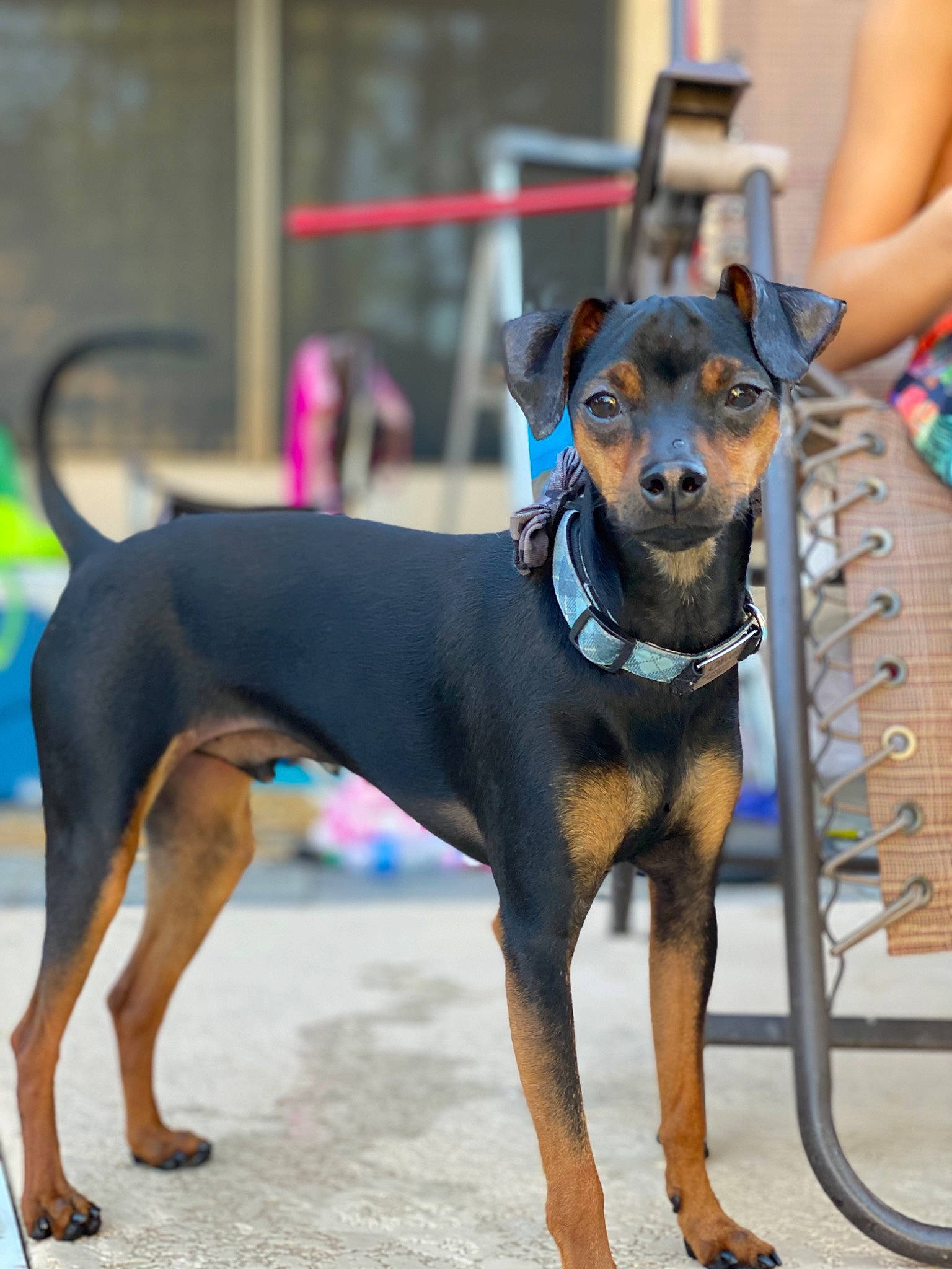Oliver is registered to the contest to win money with this photo: black_and_tan_terrier, canidae, carnivore, collar, companion_dog, dog, dog_breed, dog_collar, dog_supply, fawn, german_pinscher, guard_dog, iron, pet_supply, pinscher, snout, sporting_group, tail, toy_dog, working_animal