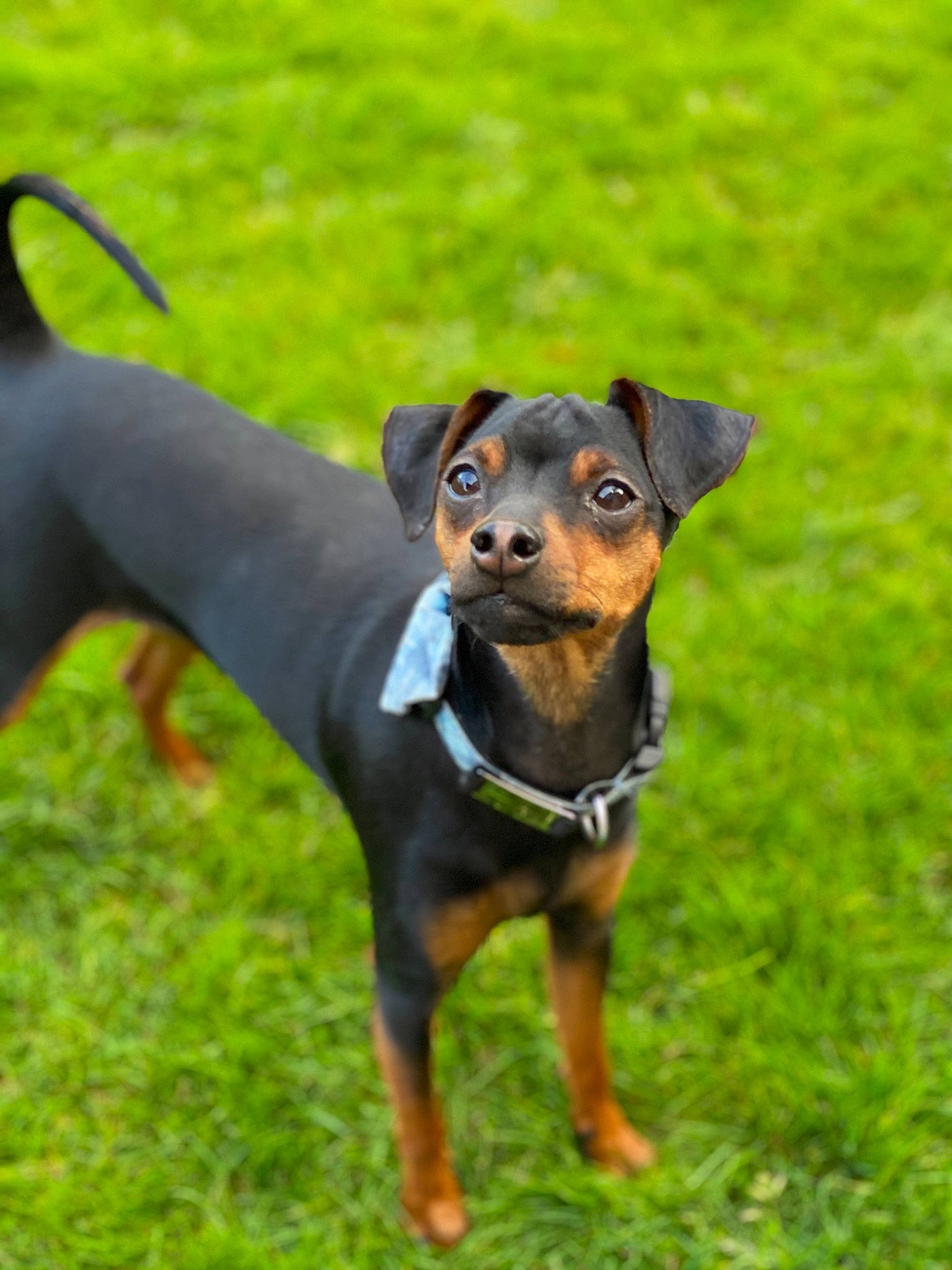 Oliver joined the competition — help win amazing prizes! brown, canidae, carnivore, companion_dog, dog, dog_breed, grass, green, hound, mammal, non_sporting_group, prairie, puppy, snout, sporting_group, tail, terrier, toy_dog, vertebrate, working_animal