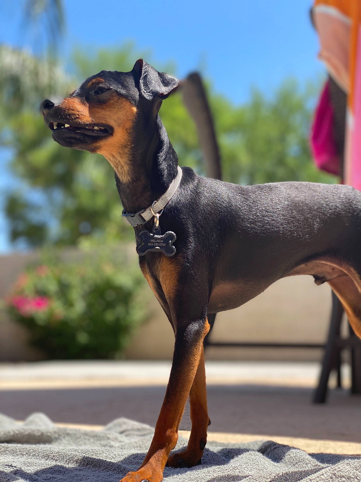 Oliver joined the competition — help win amazing prizes! black_and_tan_terrier, canidae, carnivore, collar, companion_dog, dog, dog_breed, fawn, german_pinscher, manchester_terrier, pinscher, shadow, small_terrier, snout, tail, tan, terrier, toy_dog, vertebrate, working_animal