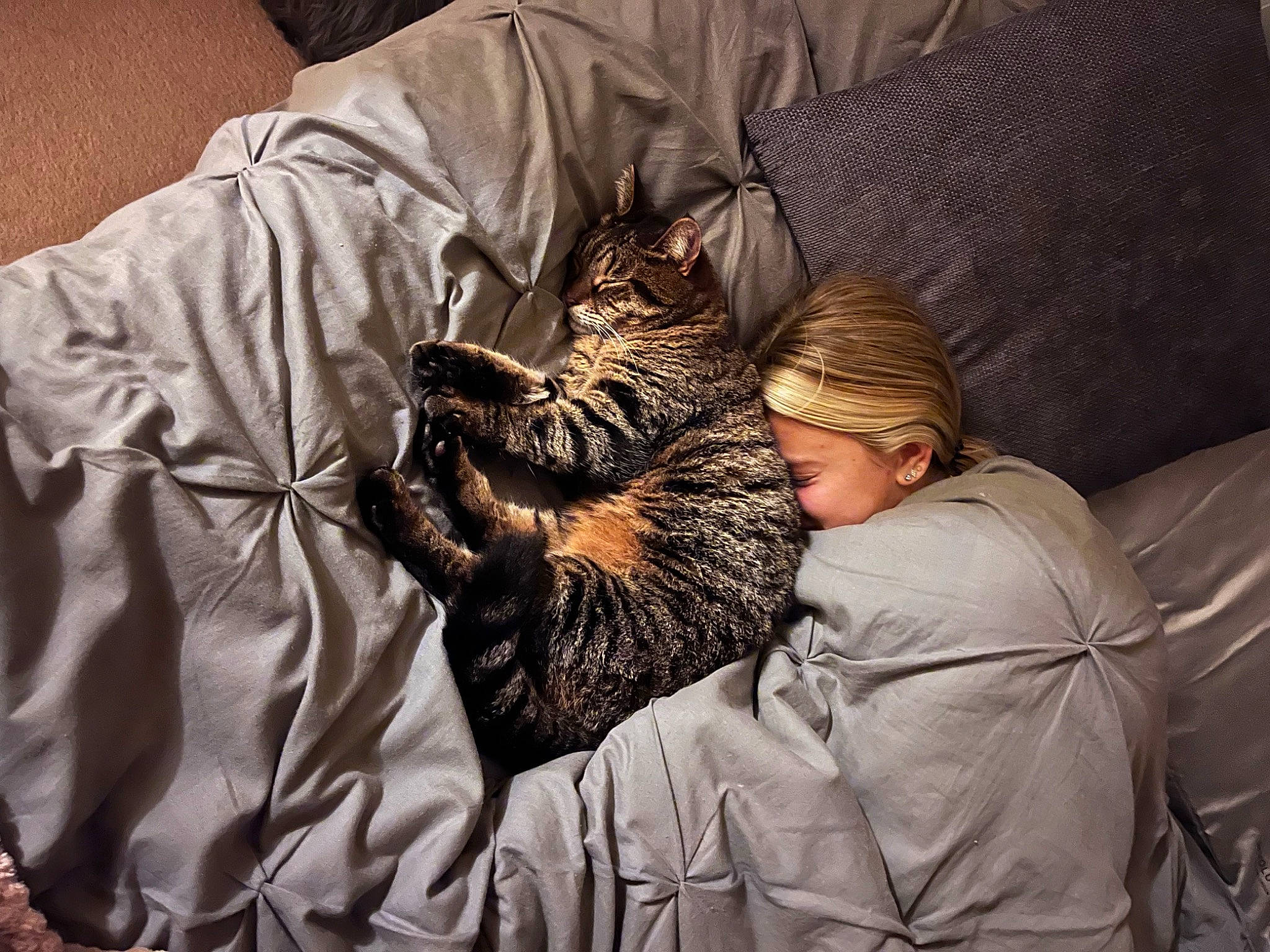 Indie joined the competition — help win amazing prizes! beard, bedding, brown, carnivore, cat, comfort, domestic_short_haired_cat, facial_hair, felidae, fur, grey, linens, nap, pattern, room, sitting, sleep, sleeve, small_to_medium_sized_cats, whiskers