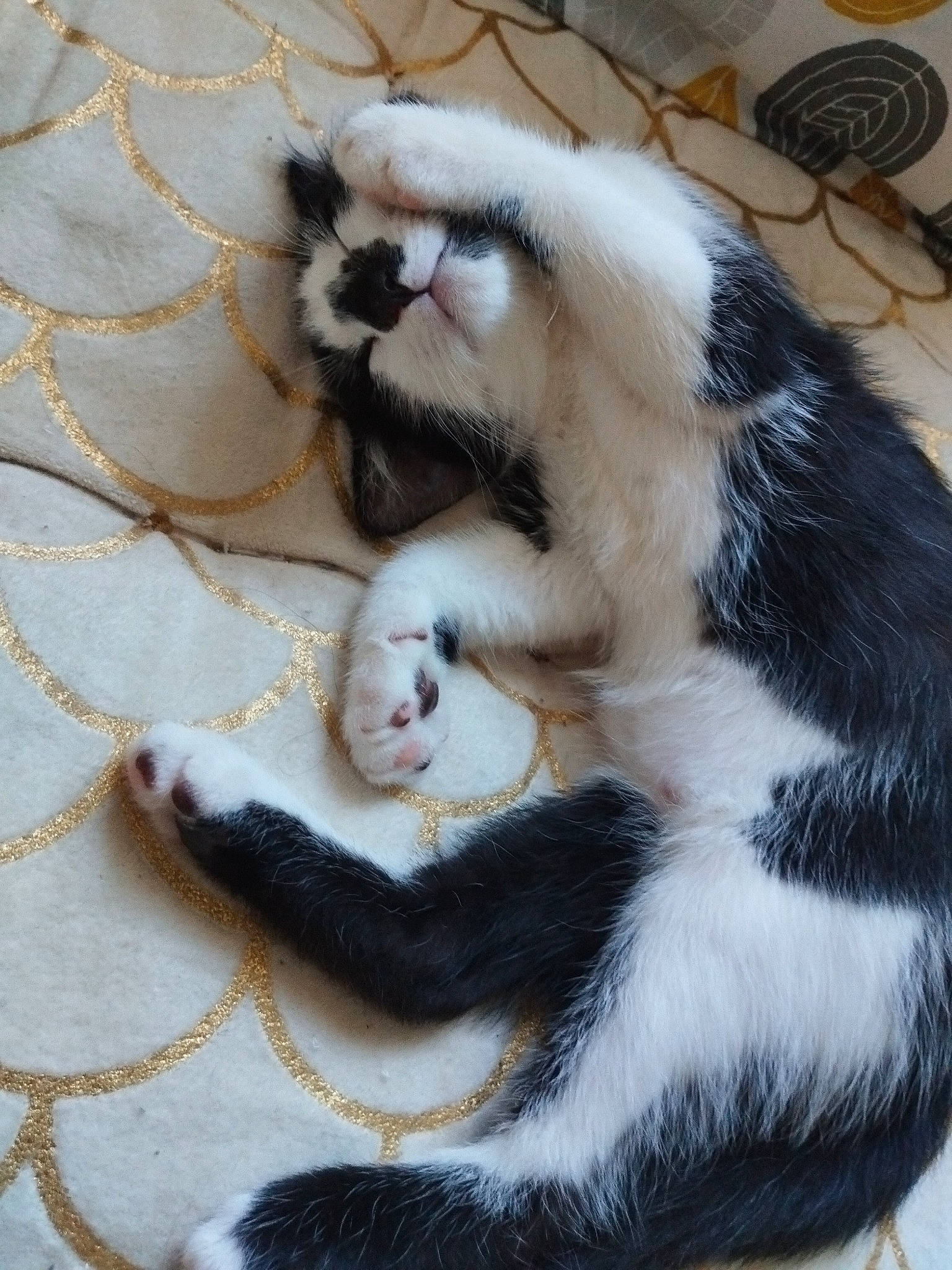 Cachou participe au concours pour gagner de l'argent avec cette photo : carnivore, cat, claw, comfort, companion_dog, dog_breed, domestic_short_haired_cat, fawn, felidae, flooring, foot, fur, linens, mechanical_fan, paw, small_to_medium_sized_cats, tail, terrestrial_animal, whiskers, wood