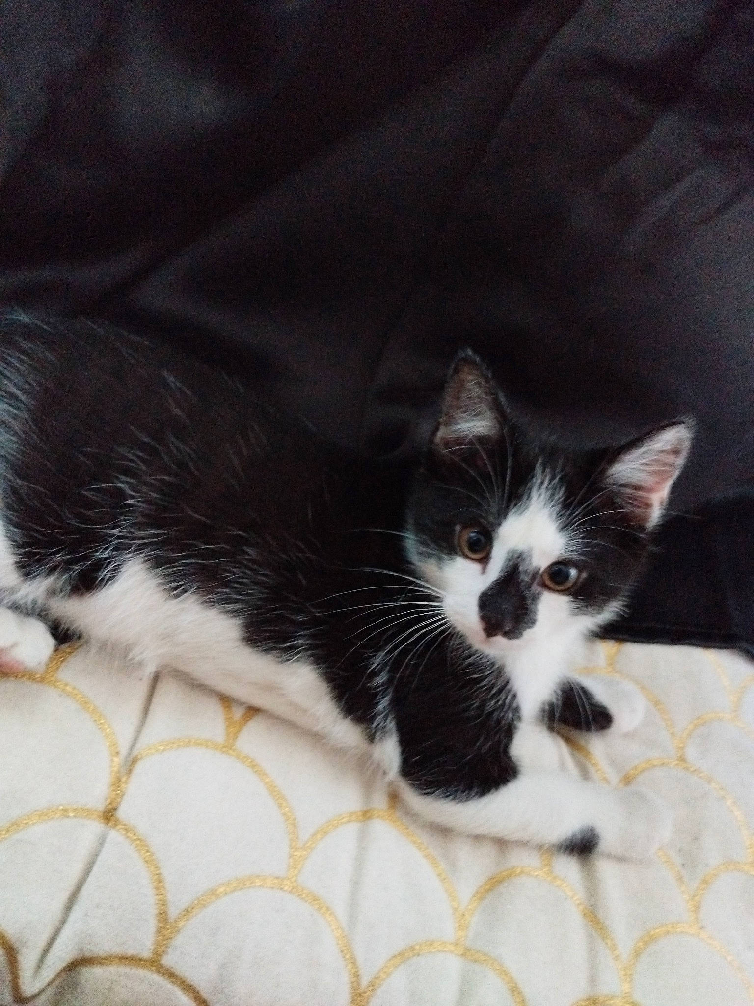 Cachou a rejoint le concours — aidez-le/la à gagner de superbes lots ! carnivore, cat, cat_supply, claw, comfort, domestic_short_haired_cat, felidae, foot, fur, mesh, monochrome_photography, pattern, paw, small_to_medium_sized_cats, snout, tail, whiskers