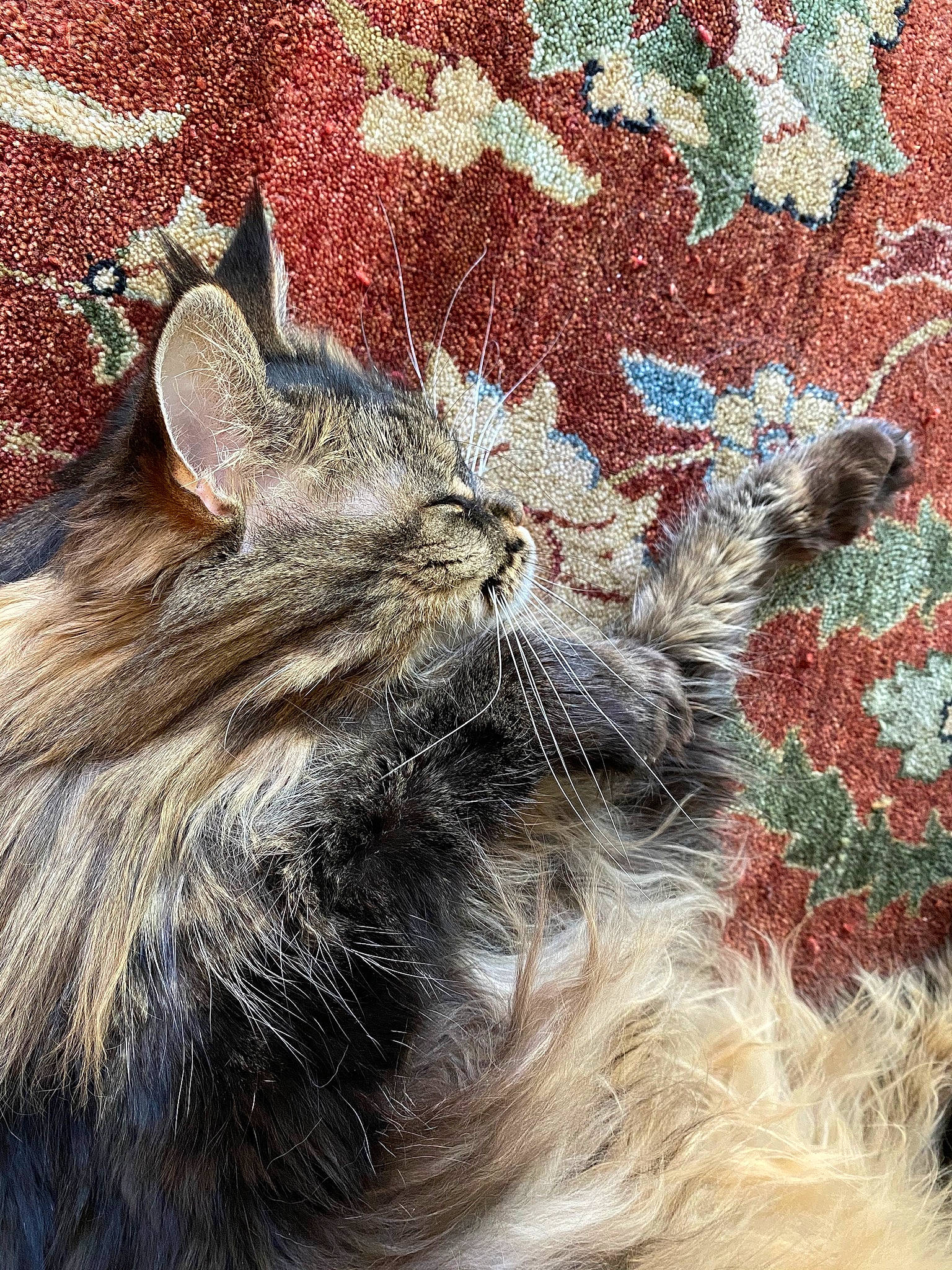 Clover joined the competition — help win amazing prizes! carnivore, cat, claw, domestic_short_haired_cat, felidae, fur, grass, maine_coon, mammal, organism, pattern, paw, plant, small_to_medium_sized_cats, tail, terrestrial_animal, vertebrate, whiskers, wildlife, window