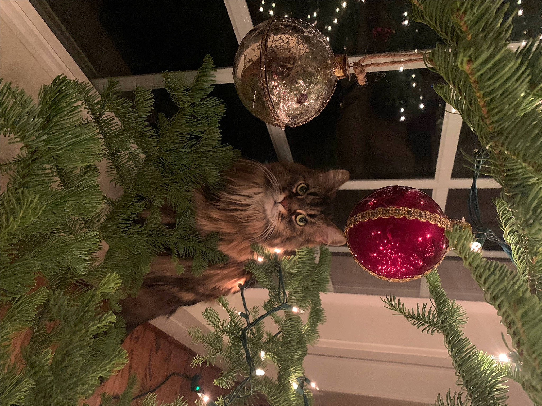 Clover joined the competition — help win amazing prizes! christmas, christmas_decoration, christmas_eve, christmas_ornament, christmas_tree, conifer, decoration, event, evergreen, holiday, holiday_ornament, interior_design, light, lighting, ornament, plant, tints_and_shades, tradition, tree, wood