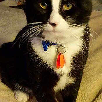 Tux is registered to the contest to win money with this photo: