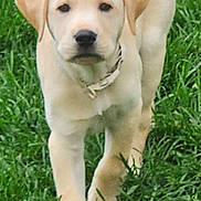 Jack joined the competition — help win amazing prizes! puppy, dog, labrador, yellow_labrador, grass, outdoor, animal, pet, canine, young_dog, walking, nature, green, cute, floppy_ears, collar, mammal, friendly, curious, playful