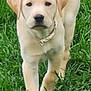 puppy, dog, labrador, yellow_labrador, grass, outdoor, animal, pet, canine, young_dog, walking, nature, green, cute, floppy_ears, collar, mammal, friendly, curious, playful