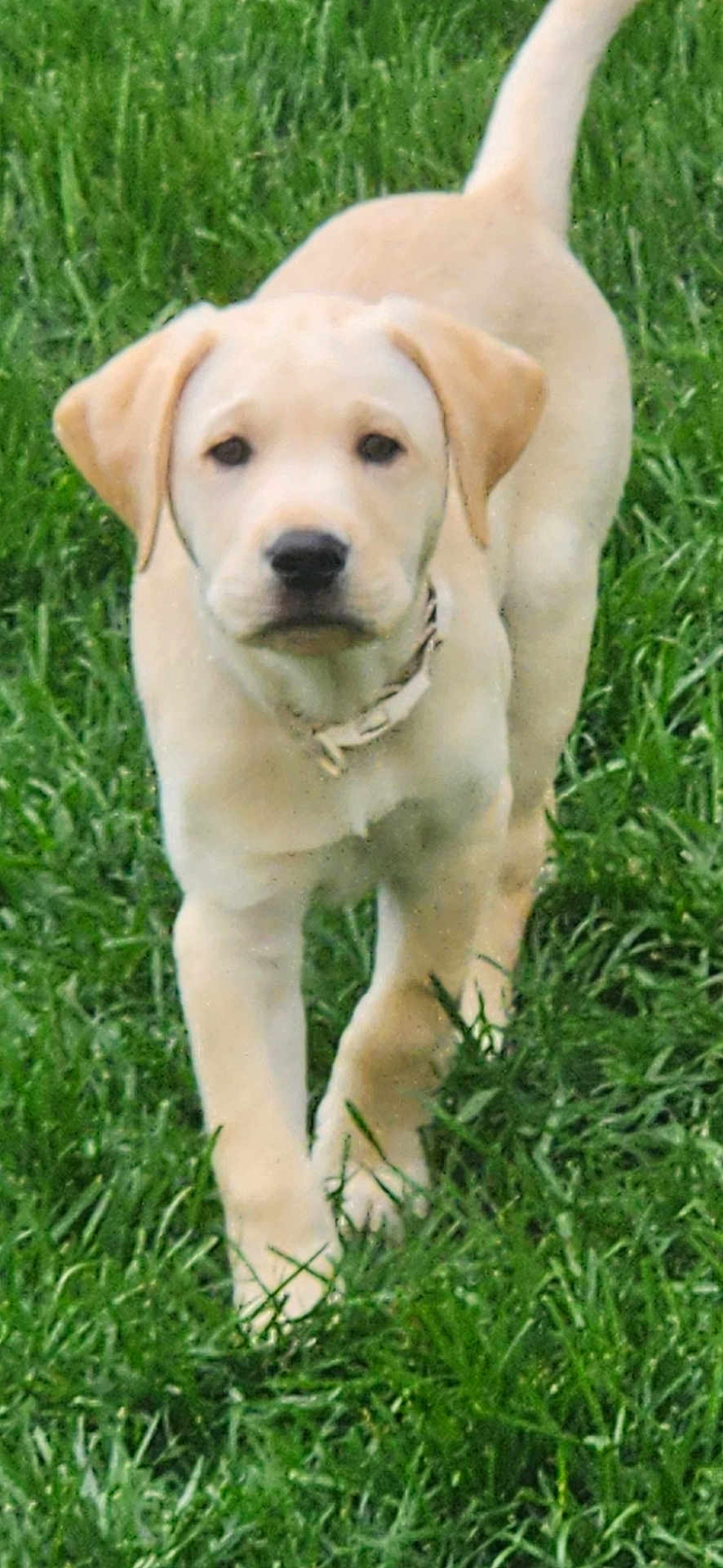 Jack joined the competition — help win amazing prizes! puppy, dog, labrador, yellow_labrador, grass, outdoor, animal, pet, canine, young_dog, walking, nature, green, cute, floppy_ears, collar, mammal, friendly, curious, playful