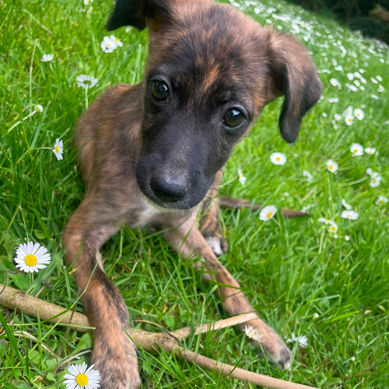 Lee participe au concours pour gagner de l'argent avec cette photo : anemone, animal, canine, daisy, dog, field, flower, grass, grassland, green, herbal, herbs, lawn, nature, outdoors, pet, petal, plant, puppy, vegetation