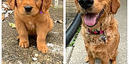 Penny joined the competition — help win amazing prizes! adult_dog, animal, backyard, brick_wall, collar, concrete, cute, dog, ears, eyes, fur, golden_retriever, happy, nose, outdoor, pet, puppy, sitting, snow, tongue_out