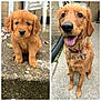 Penny joined the competition — help win amazing prizes! adult_dog, animal, backyard, brick_wall, collar, concrete, cute, dog, ears, eyes, fur, golden_retriever, happy, nose, outdoor, pet, puppy, sitting, snow, tongue_out