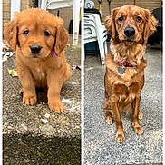 Penny joined the competition — help win amazing prizes! golden_retriever, dog, puppy, adult_dog, pet, outdoor, concrete, snow, collar, stacked_chairs, garden_tools, brown_fur, sitting, animal, canine, portrait, attention, background, side_by_side, comparison