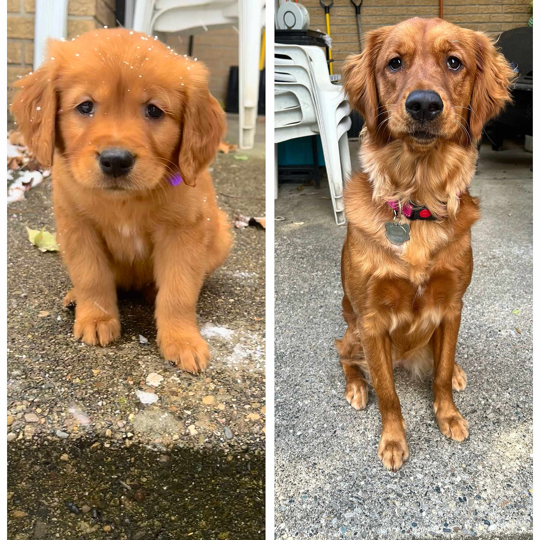 Penny joined the competition — help win amazing prizes! adult_dog, animal, attention, background, brown_fur, canine, collar, comparison, concrete, dog, garden_tools, golden_retriever, outdoor, pet, portrait, puppy, side_by_side, sitting, snow, stacked_chairs