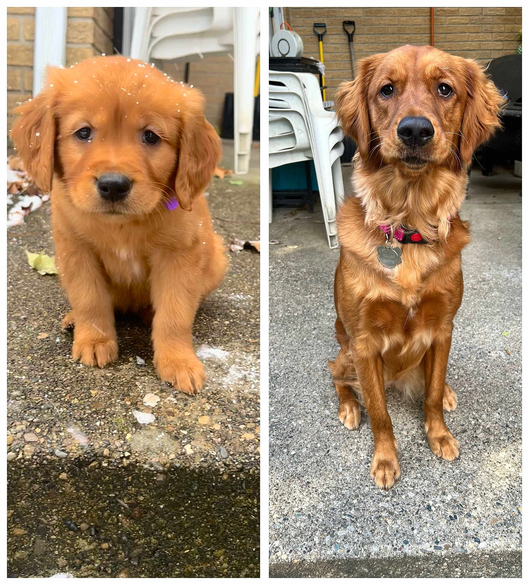 Penny joined the competition — help win amazing prizes! golden_retriever, dog, puppy, adult_dog, pet, outdoor, concrete, snow, collar, stacked_chairs, garden_tools, brown_fur, sitting, animal, canine, portrait, attention, background, side_by_side, comparison