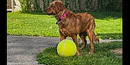 Penny is registered to the contest to win money with this photo: animal, canine, collar, dog, domestic_animal, fence, golden_retriever, grass, greenery, ground, mammal, nature, outdoor, pet, playful, side_view, summer, sunlight, tennis_ball, yard