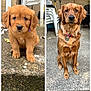 Penny is registered to the contest to win money with this photo: golden_retriever, dog, puppy, adult_dog, pet, outdoor, concrete, snow, collar, stacked_chairs, garden_tools, brown_fur, sitting, animal, canine, portrait, attention, background, side_by_side, comparison