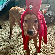 Penny joined the competition — help win amazing prizes! animal, brown_dog, canine, carpet, costume, curious, cute, dog, expression, face, floor, furniture, indoor, looking, octopus_hat, pet, playful, red, room, toy