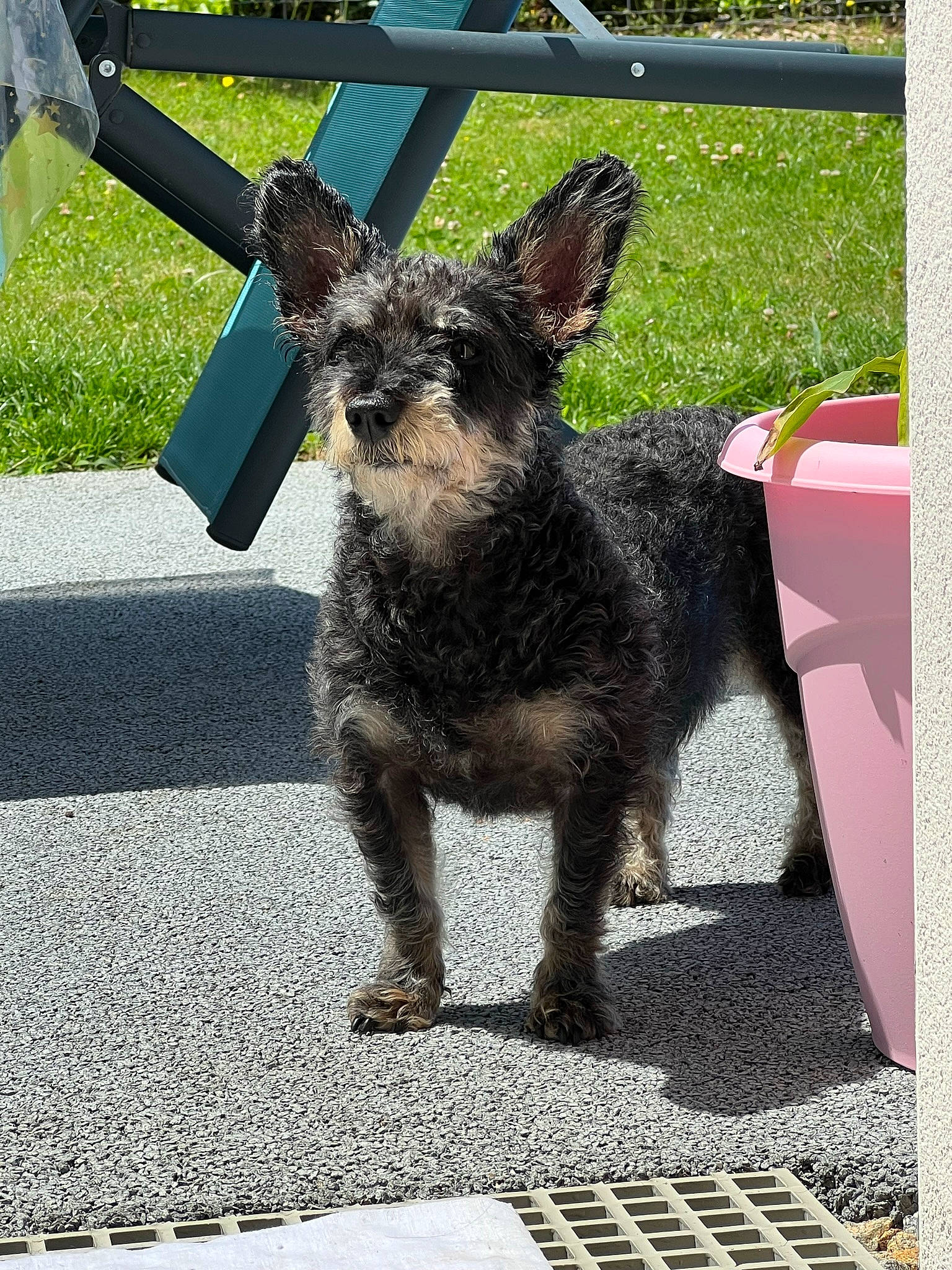 Kaya participe au concours pour gagner de l'argent avec cette photo : asphalt, canidae, carnivore, claw, collar, companion_dog, dog, dog_breed, dog_collar, fawn, fur, grass, leash, plant, road_surface, snout, sporting_group, tail, terrier, working_animal