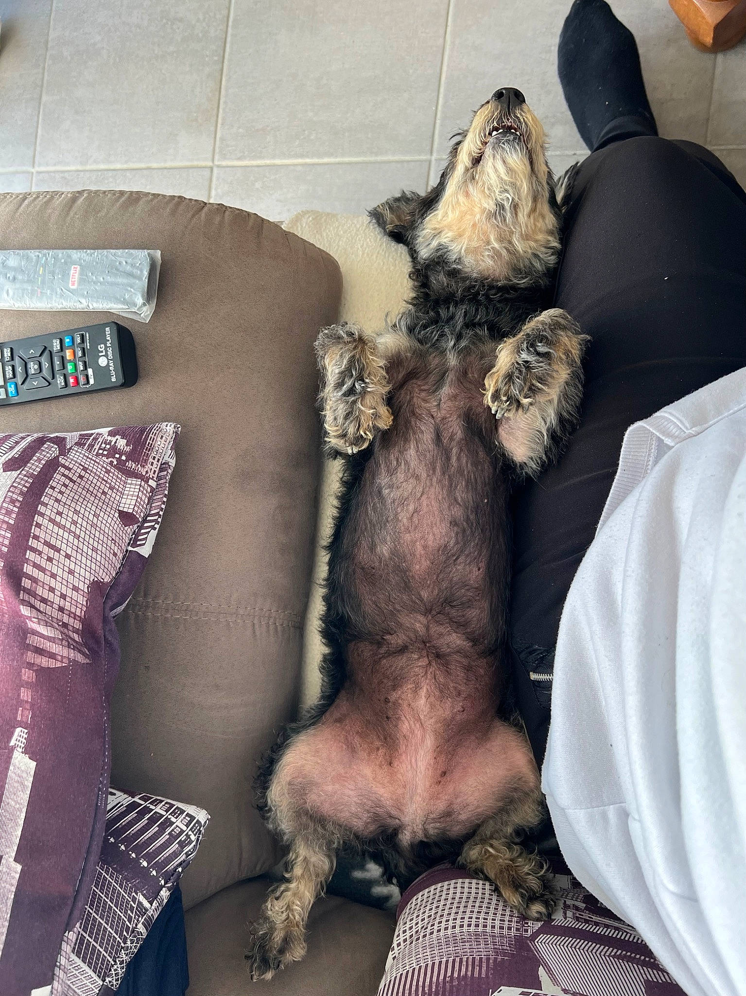 Kaya participe au concours pour gagner de l'argent avec cette photo : canidae, carnivore, comfort, companion_dog, couch, dog, dog_breed, dog_supply, fawn, felidae, fur, linens, mammal, paw, small_to_medium_sized_cats, snout, sporting_group, tail, textile, working_animal