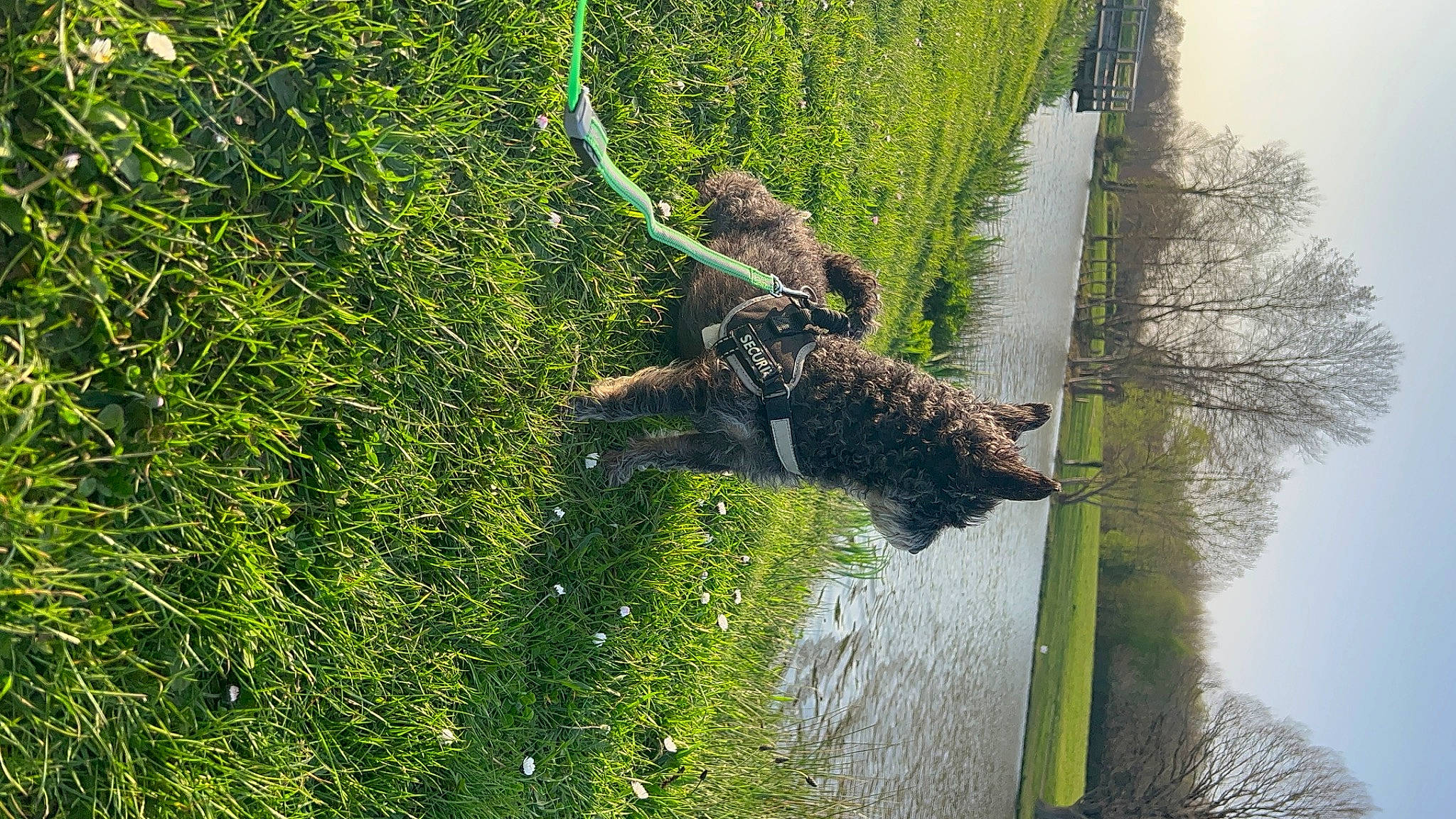 Kaya participe au concours pour gagner de l'argent avec cette photo : biome, carnivore, dog, dog_breed, grass, grass_family, groundcover, lake, natural_landscape, plant, reflection, shrub, sky, terrestrial_plant, tree, trunk, vegetation, water, watercourse, wood