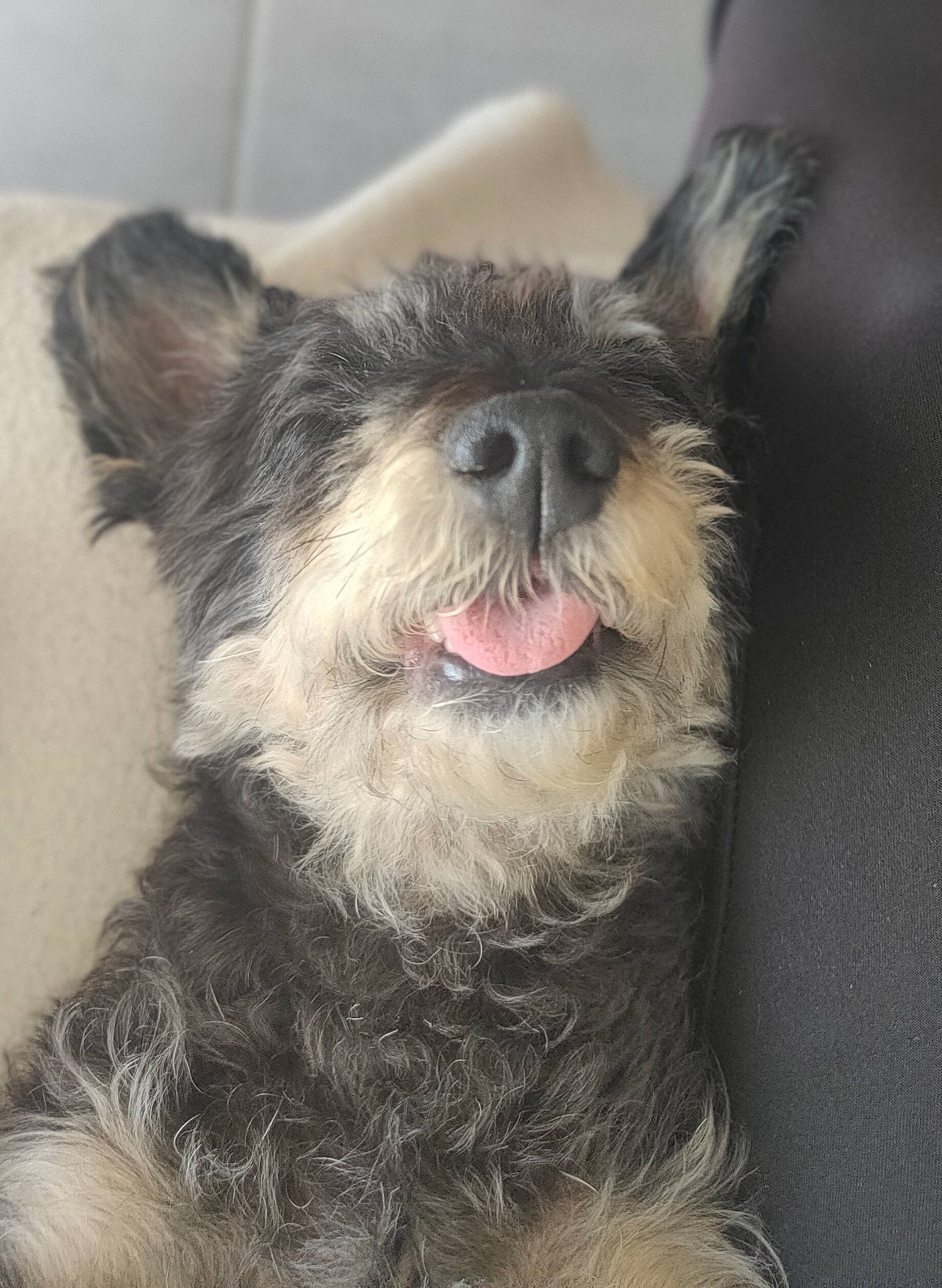 Kaya a rejoint le concours — aidez-le/la à gagner de superbes lots ! canidae, carnivore, companion_dog, dog, dog_breed, dog_supply, ear, fang, fawn, fur, hair, head, human_body, jaw, liver, snout, sporting_group, toy_dog, whiskers, working_animal