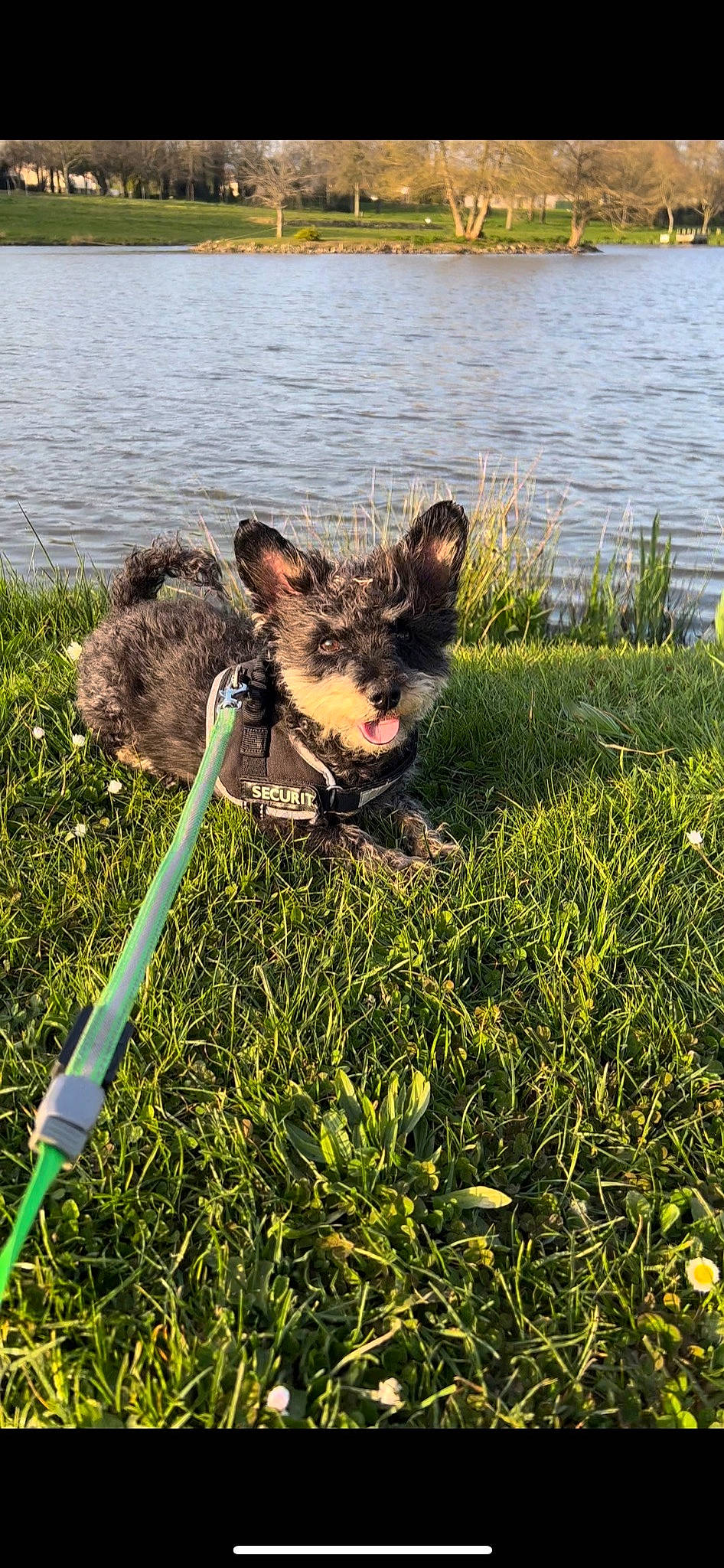 Kaya participe au concours pour gagner de l'argent avec cette photo : bank, body_of_water, carnivore, collar, companion_dog, dog, dog_breed, fawn, grass, grass_family, grassland, lake, mammal, plant, snout, tail, terrestrial_animal, water, whiskers, working_animal