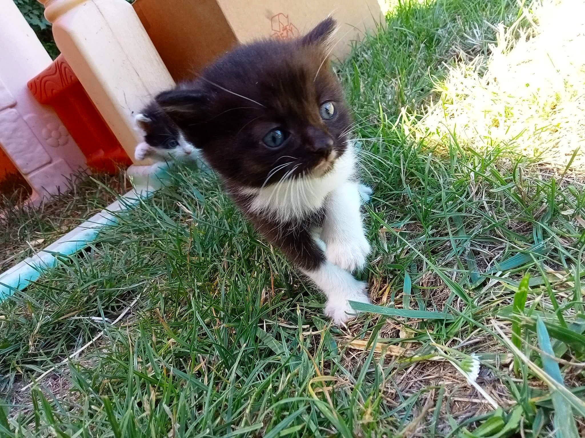 Elyo participe au concours pour gagner de l'argent avec cette photo : canidae, carnivore, cat, companion_dog, dog_breed, domestic_short_haired_cat, fawn, felidae, fur, grass, groundcover, human_leg, lawn, plant, sitting, small_to_medium_sized_cats, snout, sporting_group, tail, whiskers