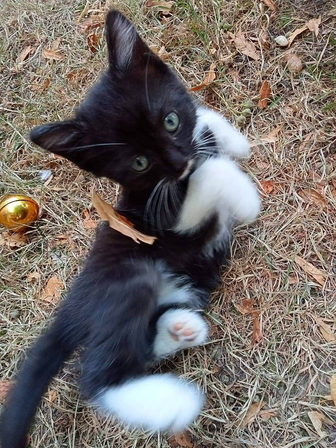 Elyo a rejoint le concours — aidez-le/la à gagner de superbes lots ! black_cat, canidae, carnivore, cat, claw, dog_breed, domestic_short_haired_cat, eye, fawn, felidae, foot, fur, grass, paw, plant, small_to_medium_sized_cats, snout, tail, terrestrial_animal, whiskers