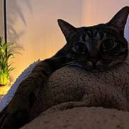 Ruby participe au concours pour gagner de l'argent avec cette photo : cat, tabby_cat, paw, blanket, indoor, plant, lamp, shadow, cozy, resting, fur, whiskers, wide_eyes, soft_light, home, relaxed, furniture, warm_light, potted_plant, texture