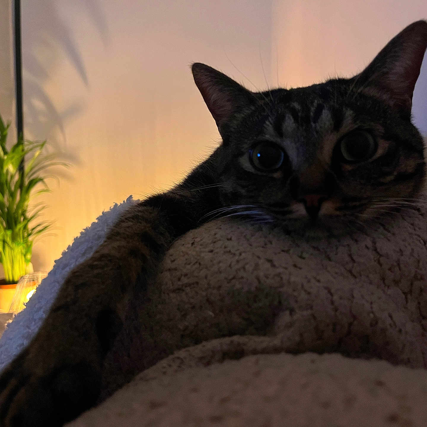 Ruby participe au concours pour gagner de l'argent avec cette photo : cat, tabby_cat, paw, blanket, indoor, plant, lamp, shadow, cozy, resting, fur, whiskers, wide_eyes, soft_light, home, relaxed, furniture, warm_light, potted_plant, texture