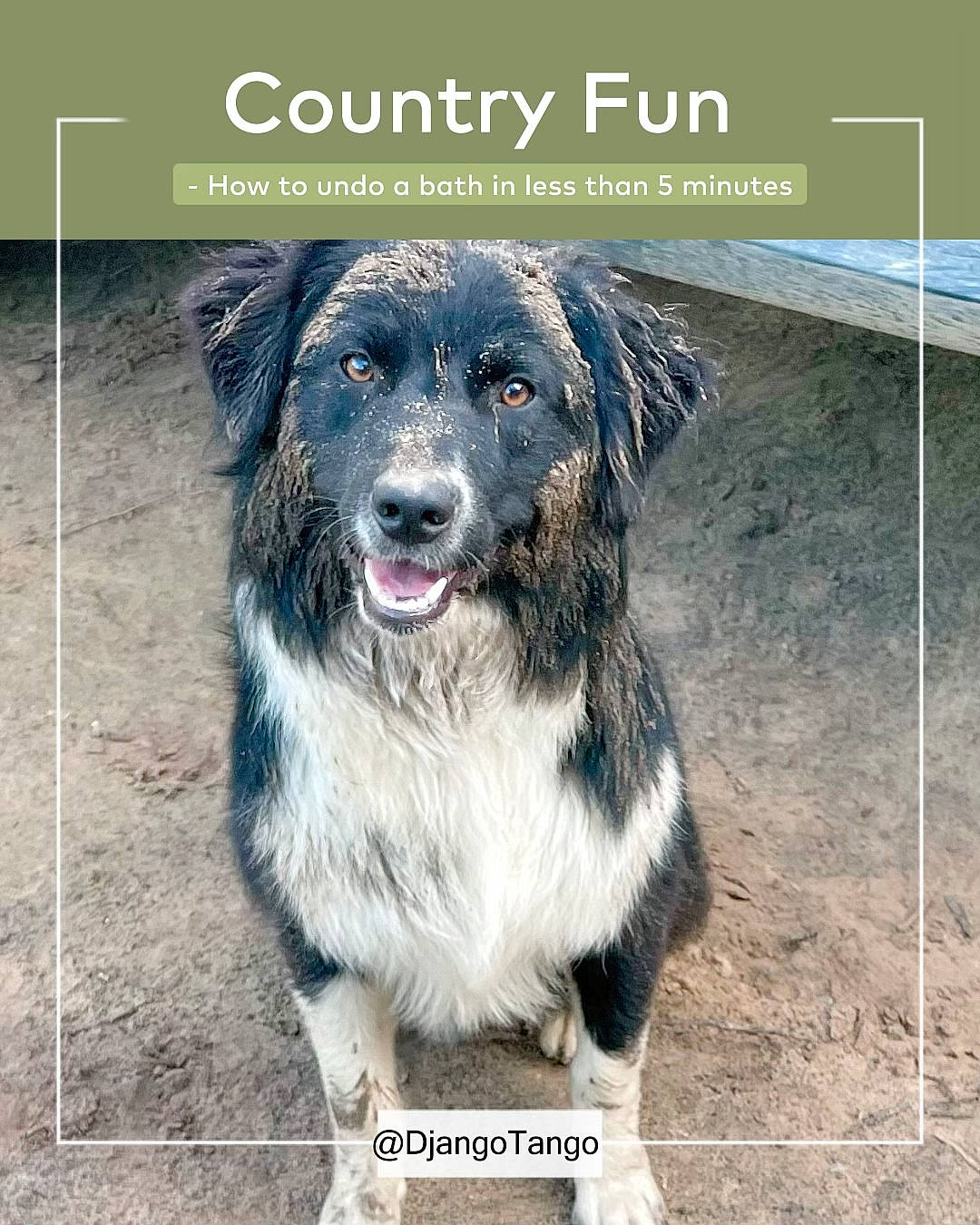 Django is registered to the contest to win money with this photo: ancient_dog_breeds, automotive_tire, canidae, carnivore, collar, companion_dog, dog, dog_breed, fur, happy, paw, photo_caption, smile, snout, sporting_group, terrestrial_animal, water, working_animal, working_dog