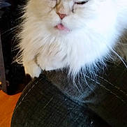 Peaches joined the competition — help win amazing prizes!