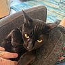 Coedoe joined the competition — help win amazing prizes! black_cat, cat, pet, hand, armchair, indoor, yellow_eyes, feline, cozy, comfort, fur, whiskers, living_room, rug, seated, domestic_animal, close_up, animal, relaxing, home