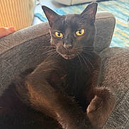 Coedoe is registered to the contest to win money with this photo: black_cat, cat, pet, indoor, furniture, chair, living_room, yellow_eyes, relaxed, curious, fur, whiskers, cozy, home, domestic_animal, animal, mammal, portrait, seated, closeup