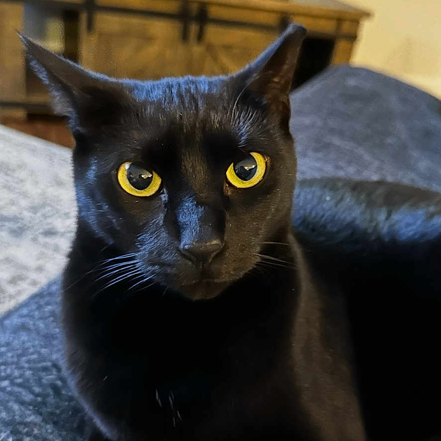 Coedoe is registered to the contest to win money with this photo: black_cat, cat, yellow_eyes, indoor, furniture, window, pet, animal, domestic_cat, relaxing, closeup, portrait, cozy, home, curious, whiskers, ears, sitting, gray_surface, looking