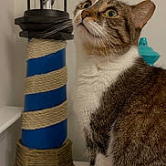 Emily joined the competition — help win amazing prizes! blue_decor, cat, close_up, coral_pattern, curious, decor, fur, green_eyes, indoor, lighthouse_decor, mat, pet, portrait, rope_wrap, scratching_post, sitting, tabby_cat, tabletop, whiskers, white_wall