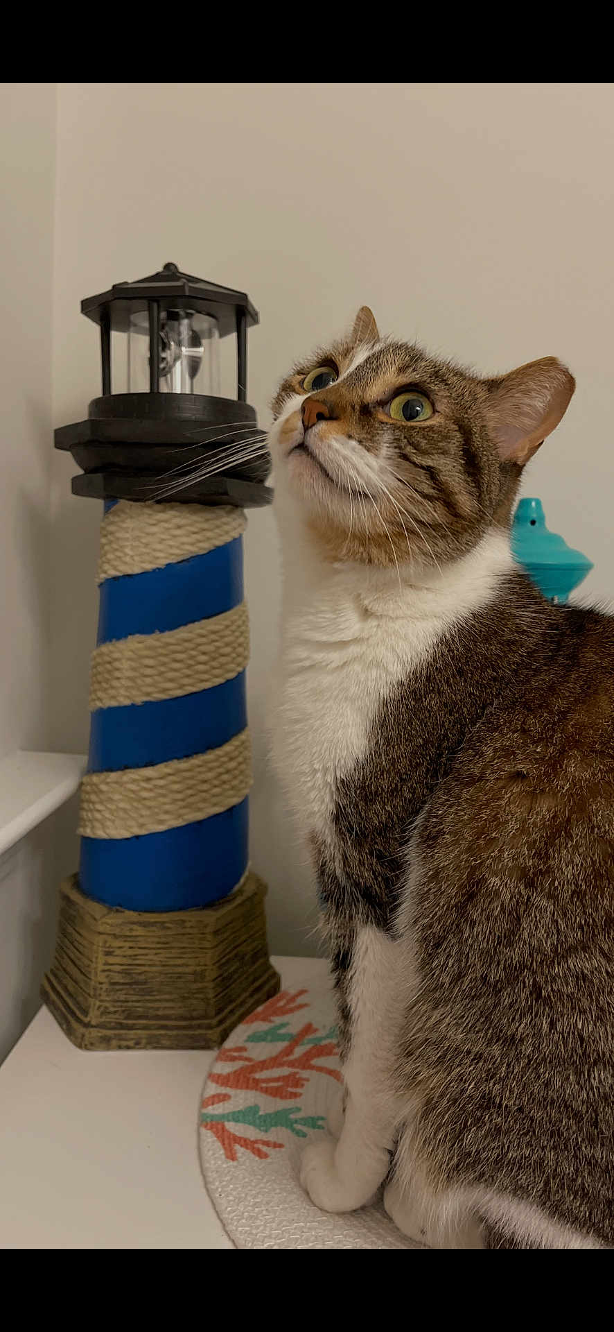 Emily joined the competition — help win amazing prizes! blue_decor, cat, close_up, coral_pattern, curious, decor, fur, green_eyes, indoor, lighthouse_decor, mat, pet, portrait, rope_wrap, scratching_post, sitting, tabby_cat, tabletop, whiskers, white_wall
