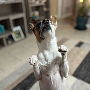 Tucker joined the competition — help win amazing prizes! dog, indoor, pet, small_dog, curious, standing, hind_legs, carpet, shelf, home, animal, ears, white_fur, brown_fur, floor, paws, looking_up, cute, domestic, companion