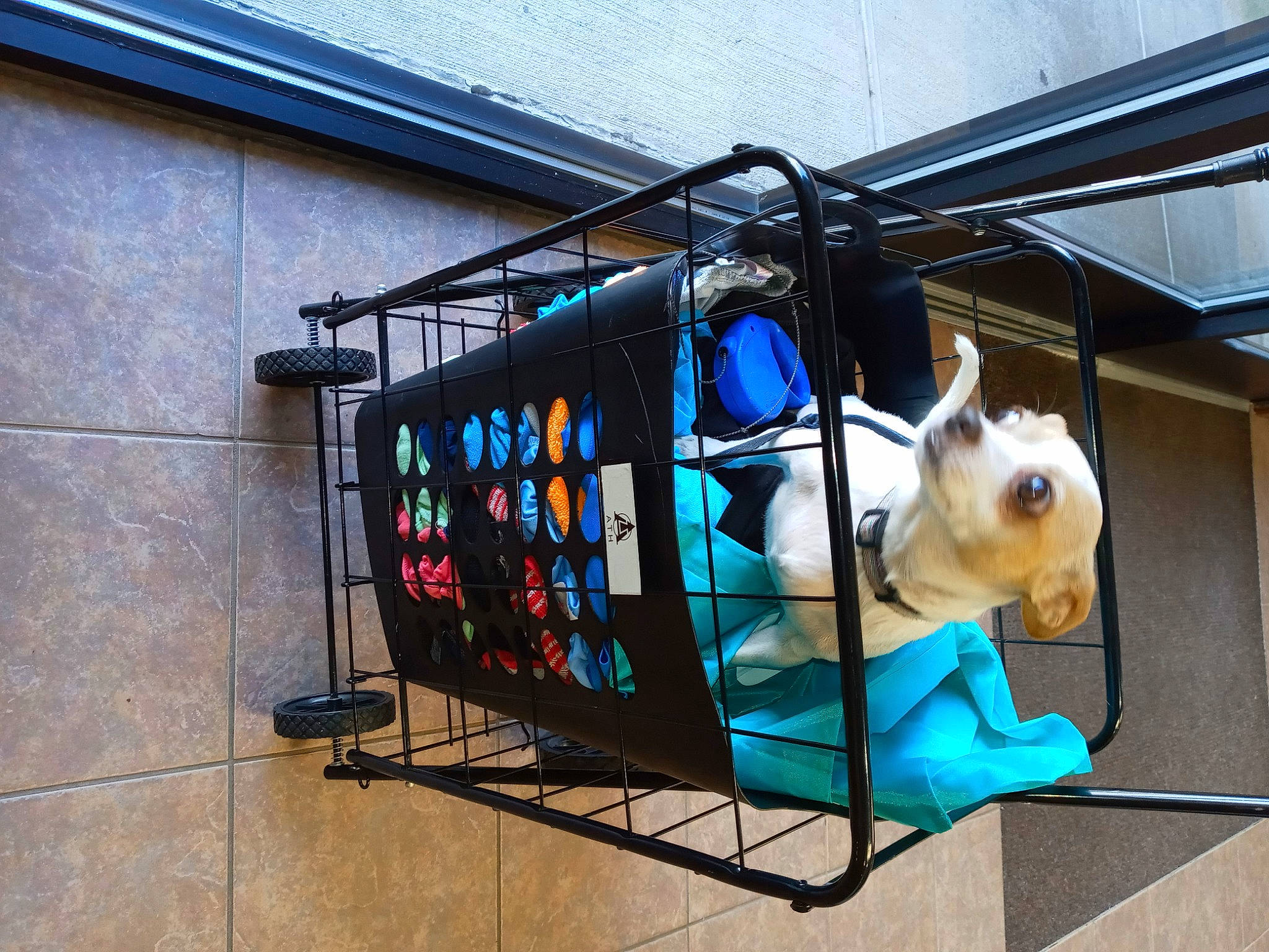 Petey joined the competition — help win amazing prizes! advertising, art, automotive_exterior, bag, blue, cage, electric_blue, fur, glass, luggage_and_bags, metal, window