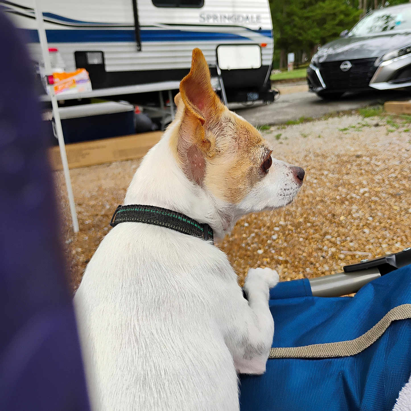 Petey is registered to the contest to win money with this photo: accessories, alloywheel, animal, box, bus, canine, car, caravan, carwheel, dog, machine, person, pet, spoke, strap, tire, transportation, van, vehicle, wheel