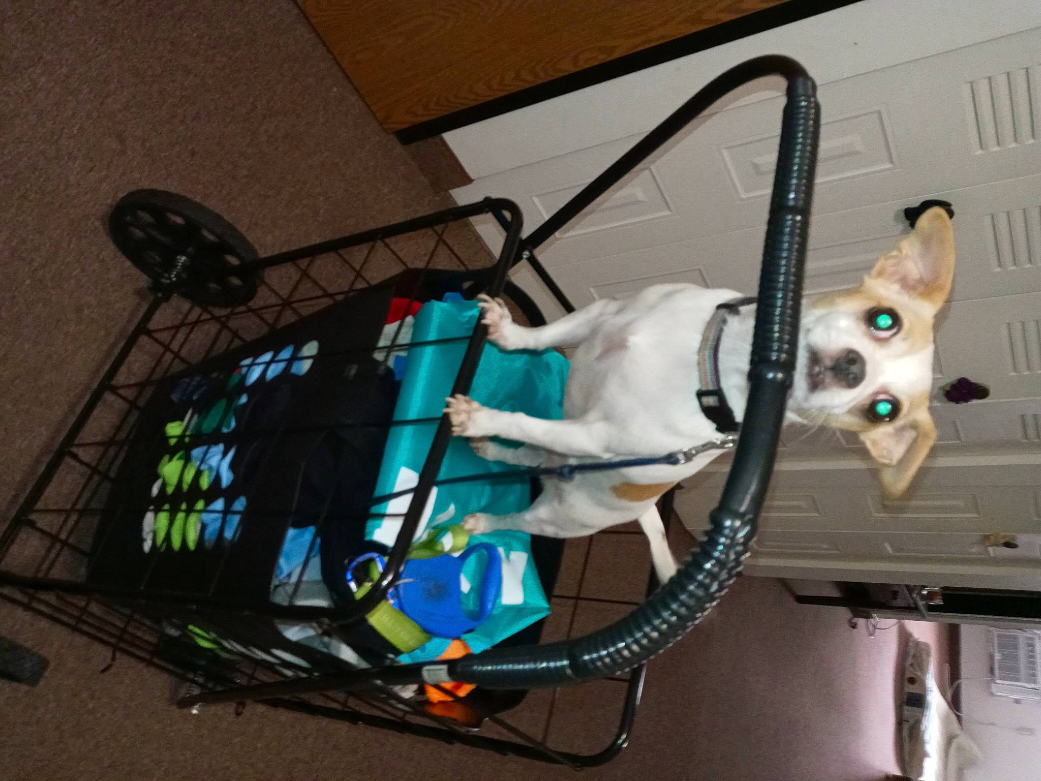 Petey is registered to the contest to win money with this photo: audio_equipment, auto_part, automotive_exterior, bumper, cable, cable_management, electrical_supply, electrical_wiring, electronic_instrument, entertainment, gas, machine, metal, musical_instrument, musical_instrument_accessory, room, vehicle, vehicle_door, wire