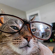 Felix joined the competition — help win amazing prizes! animal, blurred_background, cat, close_up, cute, domestic_cat, ears, eyes, face, feline, furniture, glasses, indoor, living_room, mammal, nose, pet, portrait, tabby_cat, whiskers