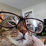 animal, blurred_background, cat, close_up, cute, domestic_cat, ears, eyes, face, feline, furniture, glasses, indoor, living_room, mammal, nose, pet, portrait, tabby_cat, whiskers