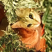 Aya a rejoint le concours — aidez-le/la à gagner de superbes lots ! cat, curious, christmas_wreath, greenery, frosted, holiday, pet, animal, indoor, closeup, cute, feline, whiskers, ears, eyes, tree, decor, festive, playful, looking_up