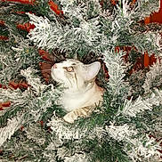 Bella a rejoint le concours — aidez-le/la à gagner de superbes lots ! cat, christmas_tree, artificial_tree, snowy_branches, greenery, indoor, holiday, festive, pet, curious, feline, white, brown, striped, closeup, animal, nature, decor, cozy, seasonal