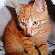 Mounet a rejoint le concours — aidez-le/la à gagner de superbes lots !