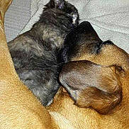 Guego Woaf a rejoint le concours — aidez-le/la à gagner de superbes lots !