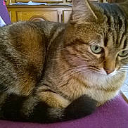 Grignette a rejoint le concours — aidez-le/la à gagner de superbes lots !