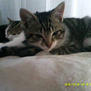 Happy a rejoint le concours — aidez-le/la à gagner de superbes lots !