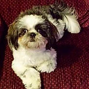 Frisky Brown joined the competition — help win amazing prizes! dog, small_dog, fluffy, white_fur, dark_fur, pet, cute, indoor, couch, red_couch, relaxed, looking_up, animal, companion, fur, friendly, domestic_animal, paw, tail, sitting